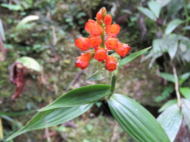 圖十四、厄勒蘭（Elleanthus auratum）