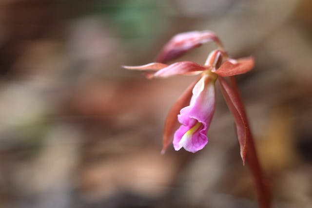 圖三十三：毛葉芋蘭﹙Nervilia plicata﹚的花4月長出。