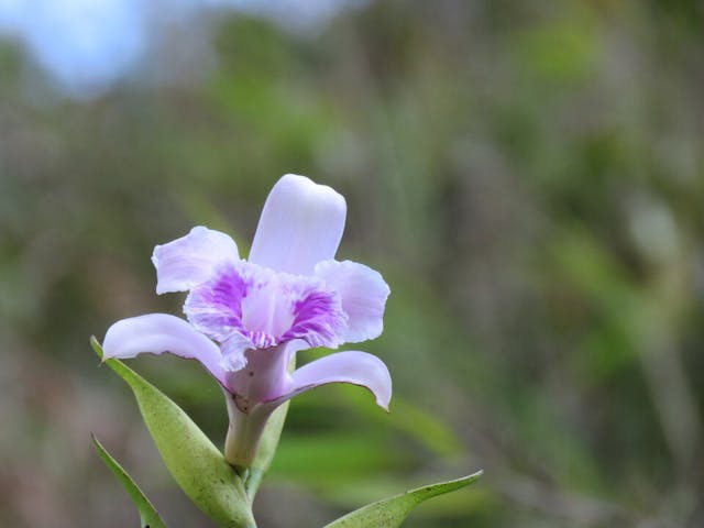 圖五十七、折葉蘭（Sobralia purpurea）