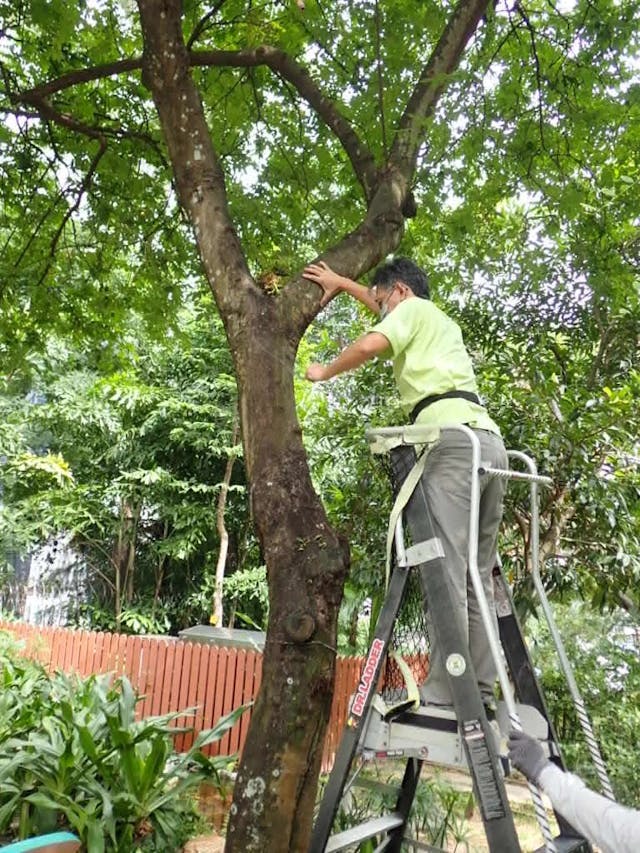 筆者正在樹上準備移種附生蘭。