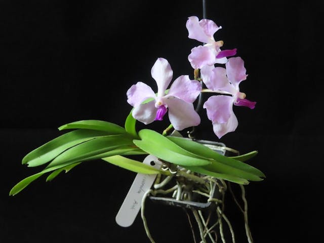 圖五：單莖類蘭花（Monopodial orchids）──大花萬代蘭（Vanda coerulea var. pink）。