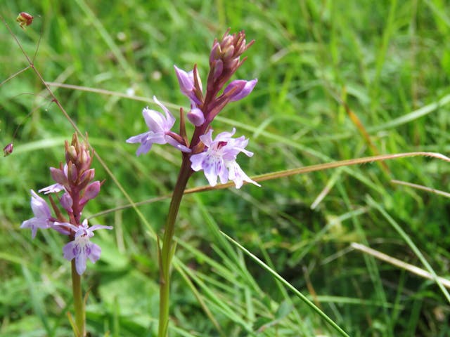 圖六：掌裂蘭（Dactylorhiza elodes）。