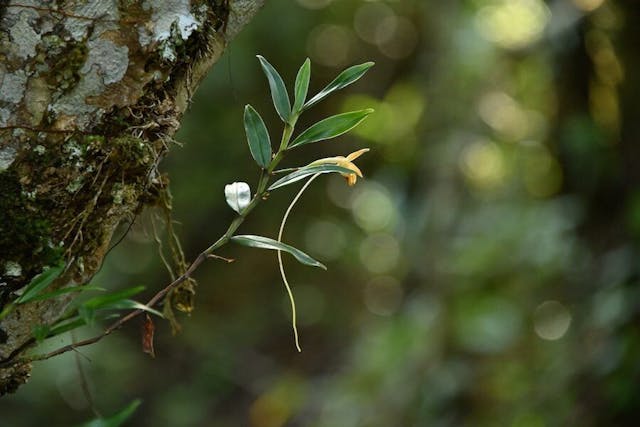 圖十三，風蘭屬Angrecum mauritianum