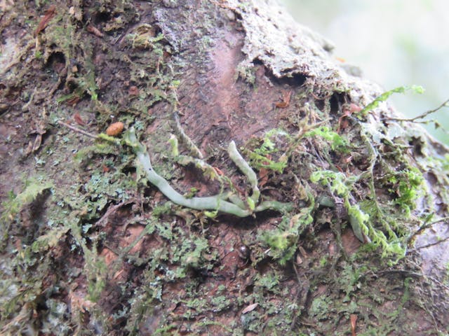 圖十七、小蜘蛛蘭（Taeniophyllum glandulosum）。