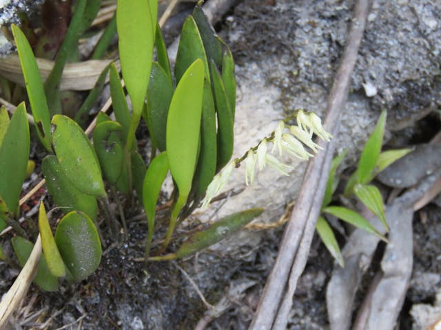 圖七十四、側葉蘭（Pleurothallis dimidia）