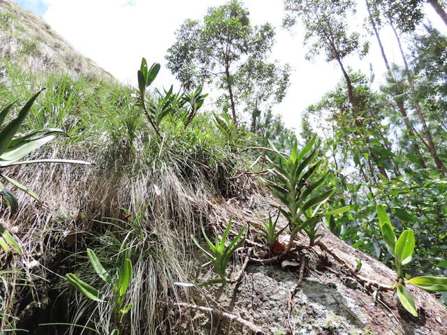 圖一，Mount Angavokely