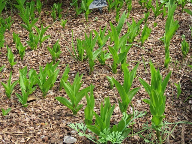 圖三十四：火燒蘭（Epipactis gigantea）。