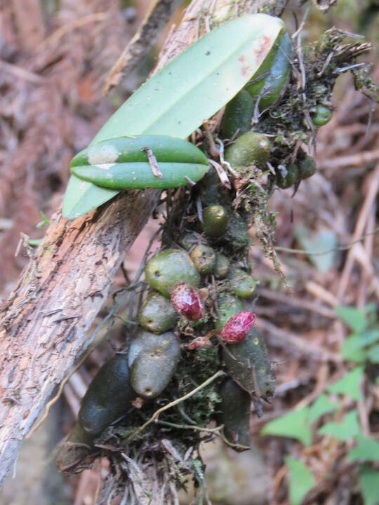 圖十八、溪頭豆蘭（Bulbophyllum chitouense）。