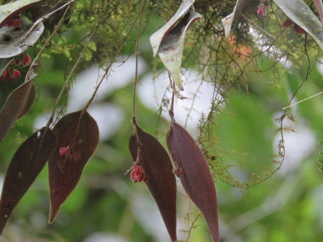 圖十、細葉蘭（Lepanthes thoracica）