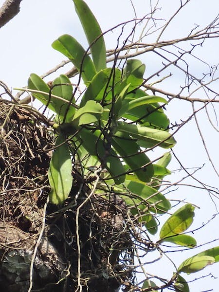 （圖三十七）擬萬代蘭（Vandopsis gigantea）