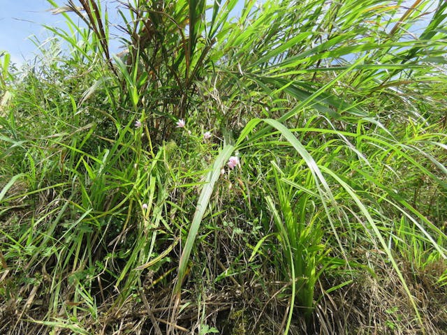 圖十九、台灣白芨（Bletilla formosana）。