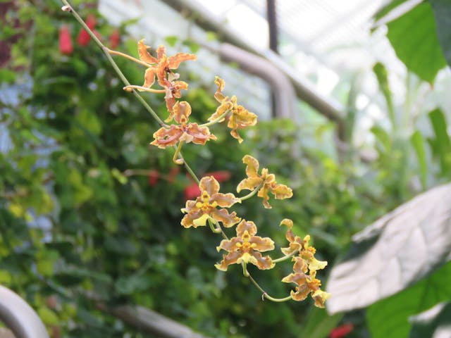 圖十九：文心蘭屬（Oncidium）。