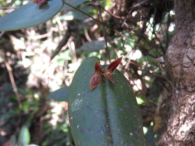 圖六十九、側葉蘭（Pleurothallis antonensis）