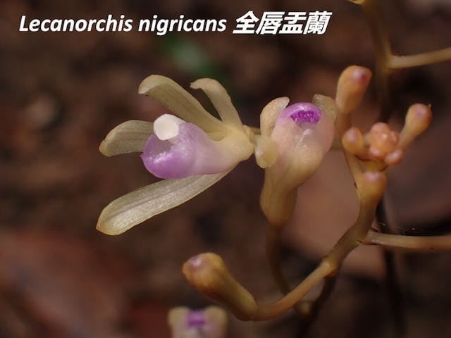 圖八、全唇盂蘭（Lecanorchis nigricans）