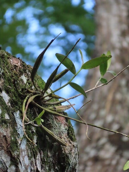 圖二：木石斛（Dendrobium crumenatum）