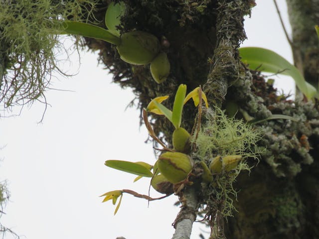 圖二十九、肋柄蘭屬Pleurothallis imperialis