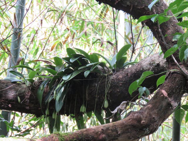 圖四、烏來捲瓣蘭（Bulbophyllum macraei）。