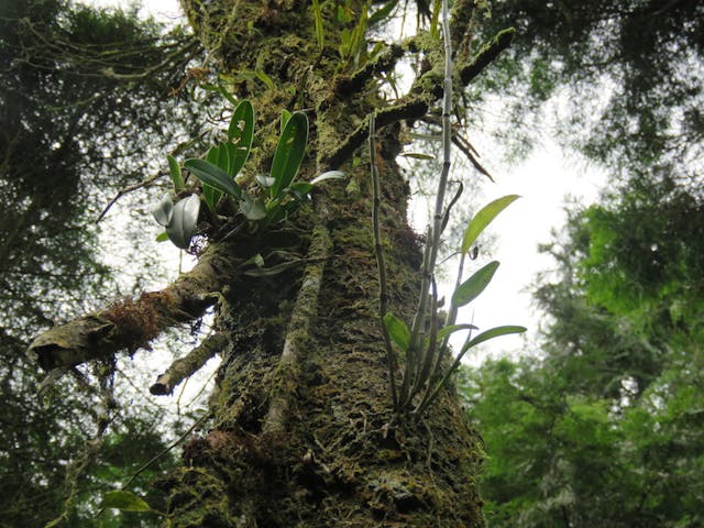 圖六：石斛蘭屬（Dendrobium）及石豆蘭屬（Bulbophyllum）。