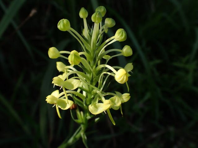 圖二十：坡參（Habenaria linguella）