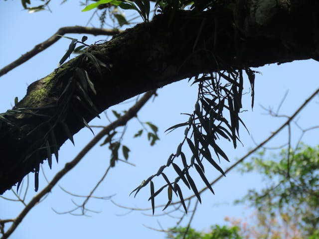 圖二十五、鳳尾蘭（Trichoglottis amesiana）。