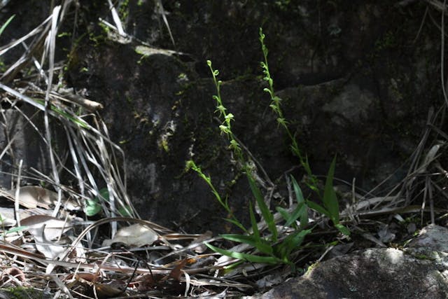 圖十七：天使蘭（Habenaria leptoloba）