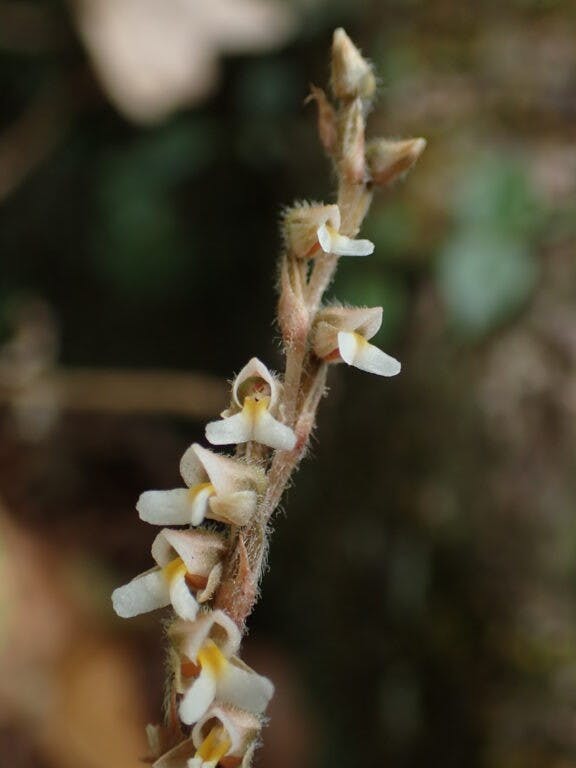 圖二十二：纖細線柱蘭（Zeuxine gracilis）