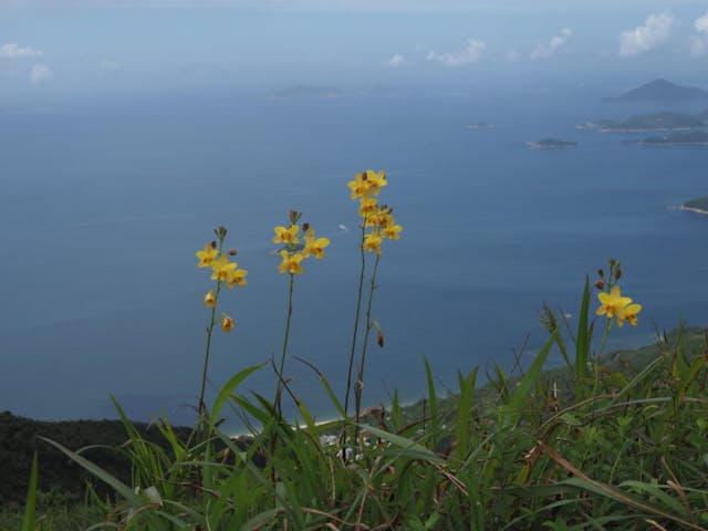 圖十：苞舌蘭（Spathoglottis pubescens）