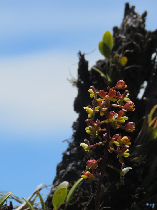 圖六十八、樹蘭（Epidendrum sp.）