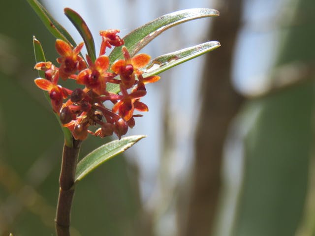 圖二十一、Oncidium aureum近鏡