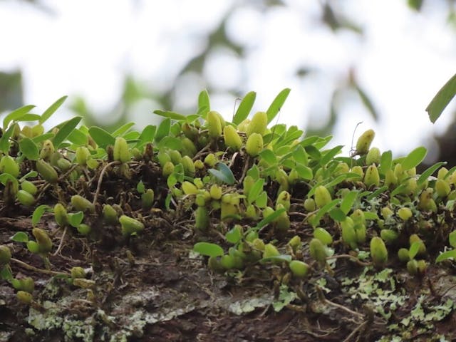 （圖三十四）廣東石豆蘭（Bulbophyllum kwangtungense）