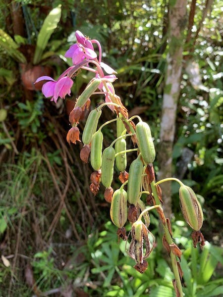 圖十三：紫花苞舌蘭（Spathoglottis plicata）的花果俱存於同一枝花梗上。