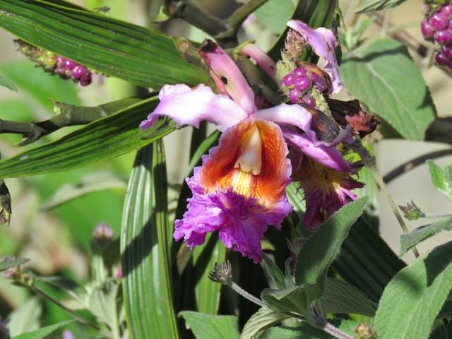 圖七、泰國All orchids Society of Thailand金獎景觀