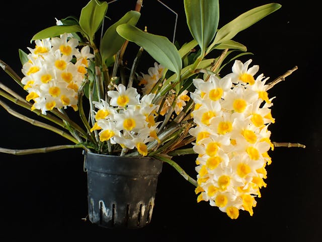 圖二：燈籠石斛（Dendrobium thyrsiflorum）