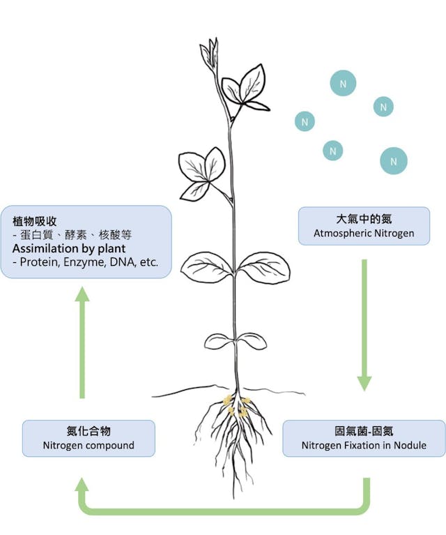 大豆與根瘤菌的固氮作用示意圖。