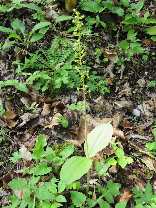 圖二十九：對葉蘭（Neottia ovata）。