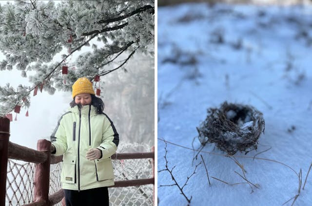 在老君山上松樹下頂着飛雪的俞雅凡（左）與北嶽恆山的松樹上跌落於雪地的鳥巢（右）。