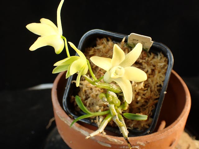 圖五：霍山石斛（Dendrobium huoshanense）