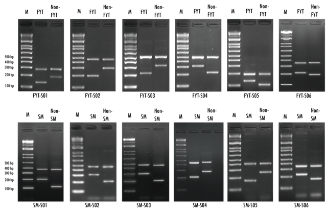 花腰仔（上）及絲苗（下）的基因身份證。（香港中文大學香港種子技術及教育中心圖片）