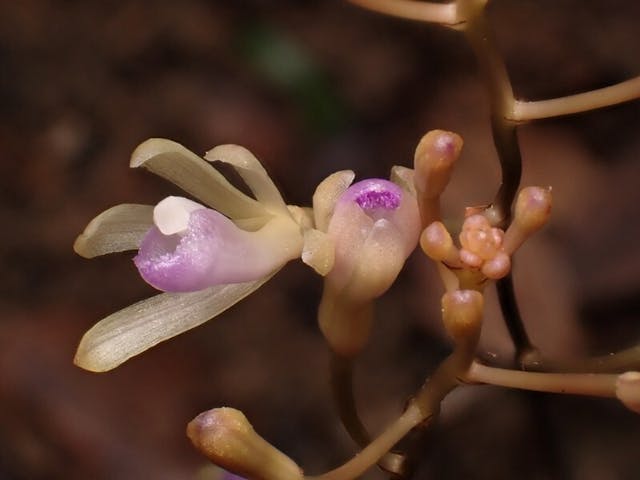 圖三：其根莖或肉質塊莖長年埋在地下，只能在短暫的花期可以一睹其芳容。圖為全唇盂蘭（Lecanorchis nigricans）。