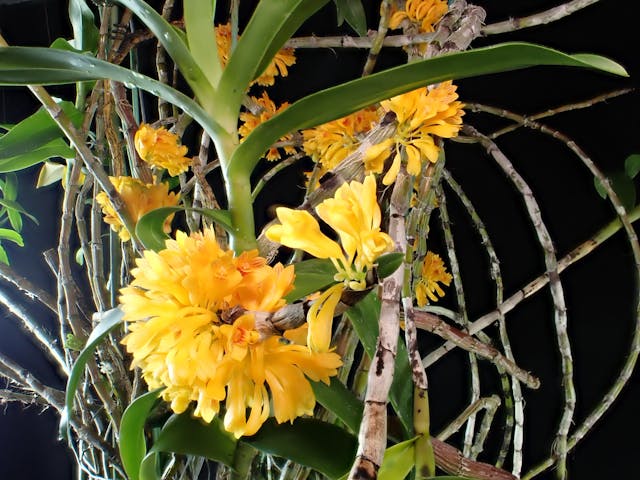 圖八：黃花石斛（Dendrobium bullenianum）