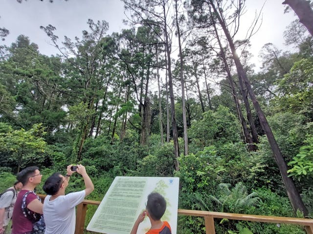 舊球場的38棵野生水松，樹齡由過百年至200年。國際自然保護聯盟已將水松列為極度瀕危物種。