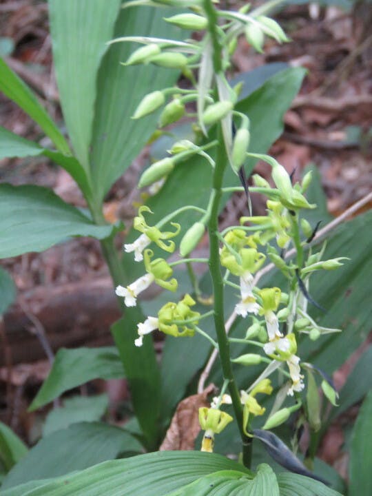 圖九：香港的嶺南黃蘭（Cephalanthera gracilis）。