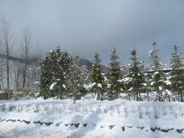 雪中的樹木