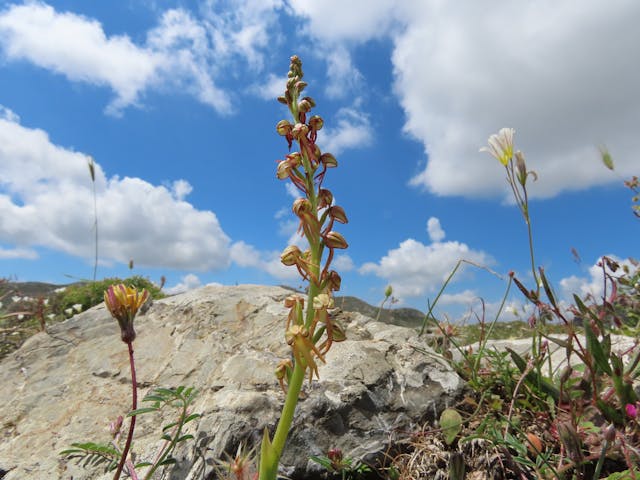 圖三十四-Orchis-anthropophora