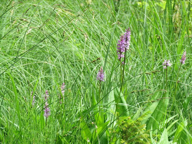 圖三十三：掌裂蘭（Dactylorhiza incarnata）。