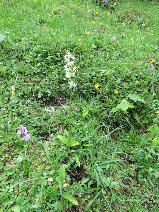 圖十八：二葉舌唇蘭（Platanthera chlorantha）跟掌裂蘭（Dactylorhiza incarnata）混合生長。