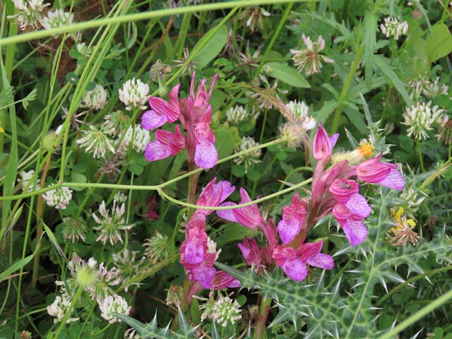 圖四十七-Anacamptis-papilionacea