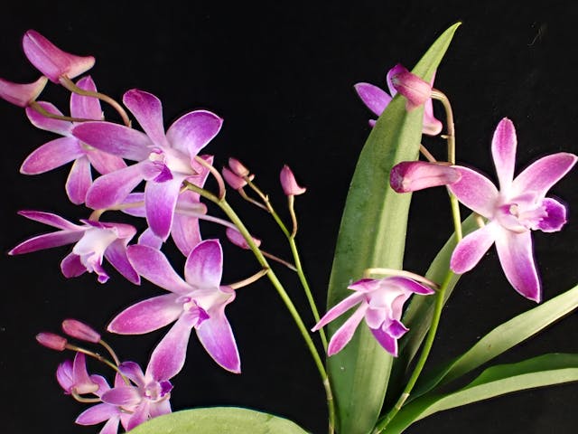 圖十五：金恩石斛（Dendrobium kingianum）