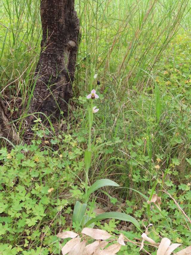 圖六Ophrys-apifera-rotated