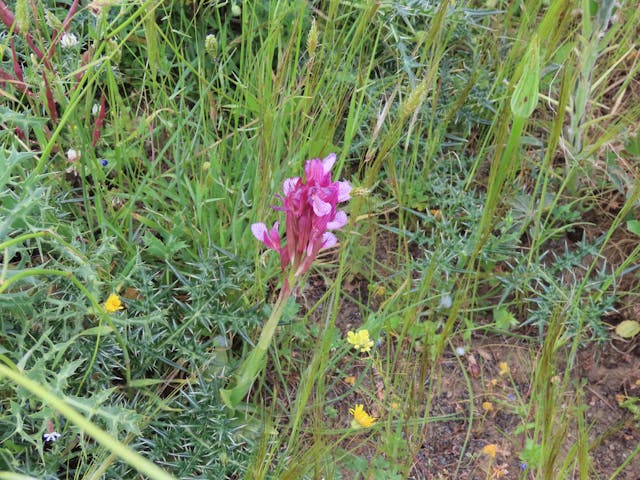 圖四十六-Anacamptis-papilionacea